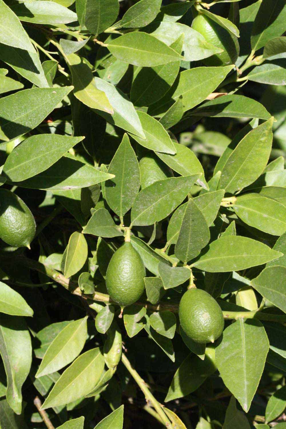              Sun leaves (Riverside, CA)       